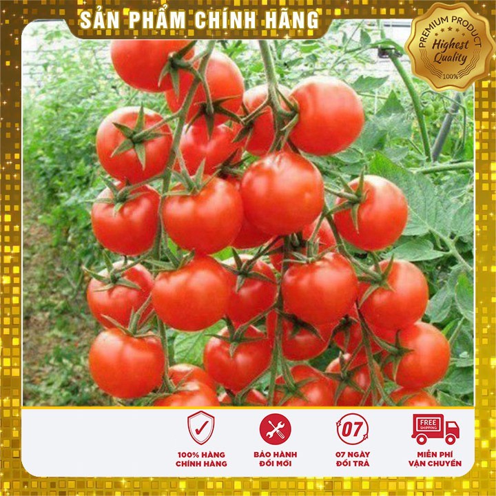 Hạt giống Cà Chua Bi Chùm 30 Hạt [Bán Sỉ]