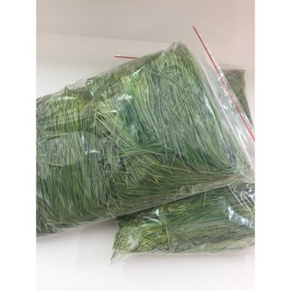 chauho Hạt giống cỏ lúa mì