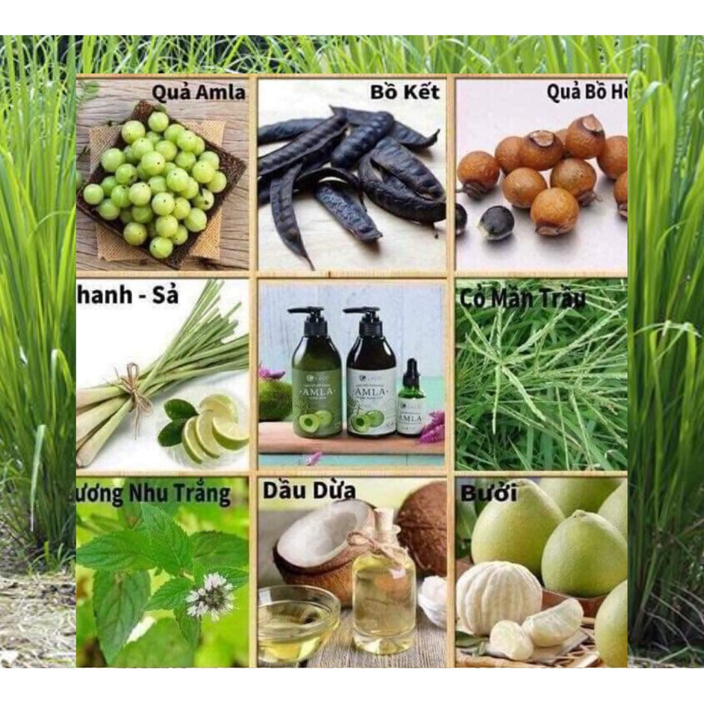 Bộ sản phẩm chăm sóc tóc Amla | BigBuy360 - bigbuy360.vn