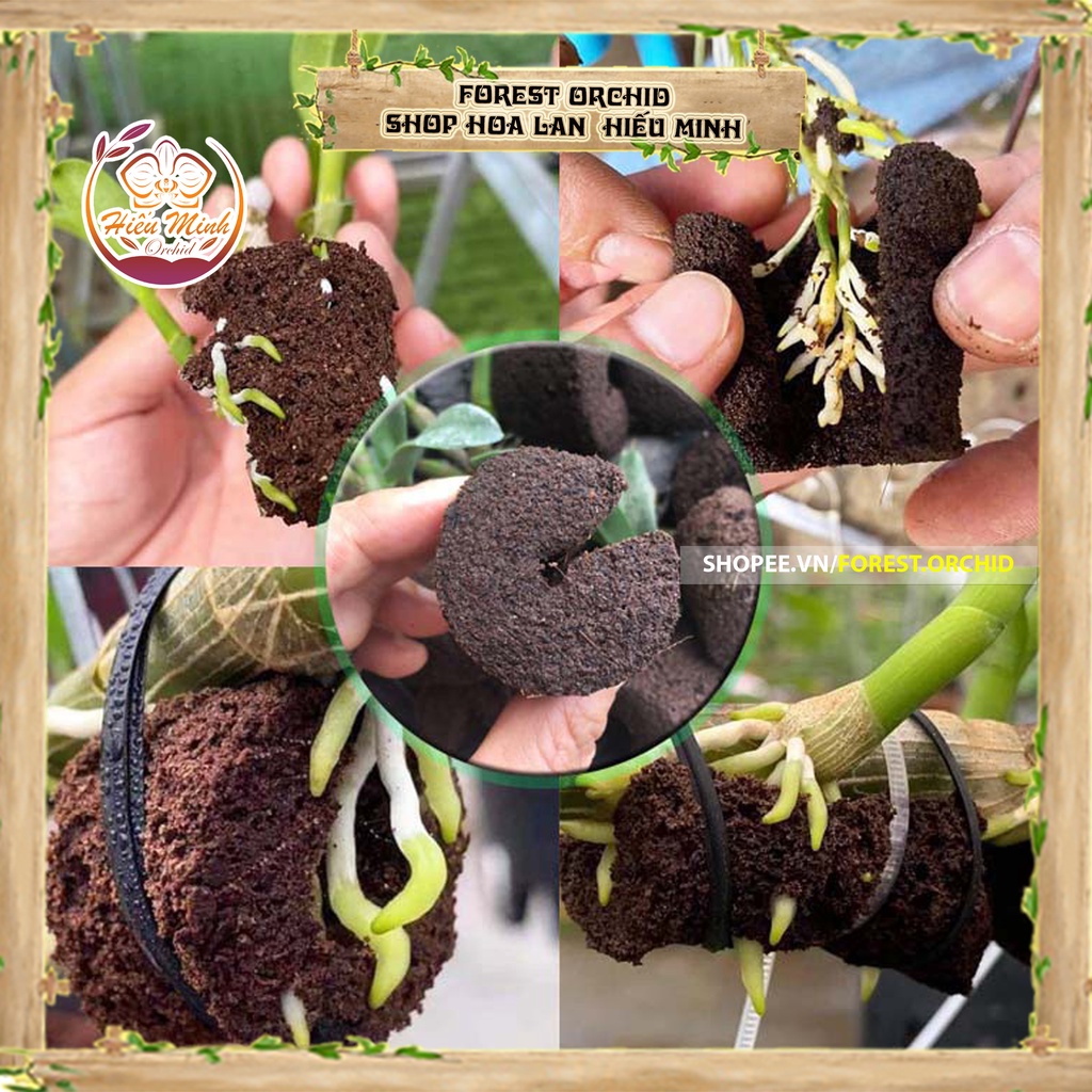 Mút Ươm Kei Hà Lan, cho Hoa, Lan ,loại , TỐT, Thuốc,Làm, cây cảnh và hạt giống, Bền, Đẹp, Xanh, Sống, Chất,Lượng