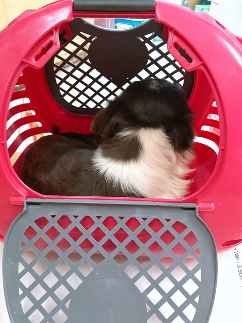 Lồng vận chuyển thú cưng