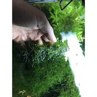 Rêu thuỷ sinh Java Moss vỉ 10x10cm