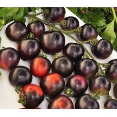 HẠT GIỐNG CÀ CHUA BI ĐEN - gói 10H Chuẩn F1
