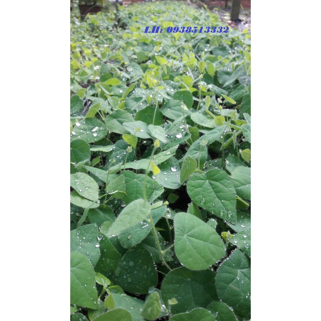 LÁ SƯƠNG SÂM KHÔ LÀM THẠCH SƯƠNG SÂM