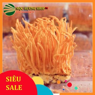 Nấm Đông Trùng Hạ Thảo Tươi [Chỉ Giao Hàng Miền Bắc]
