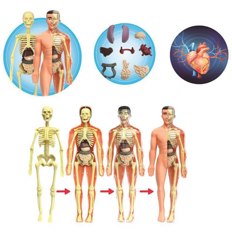 Mô Hình Xương Người Thủ Công Dùng Trang Trí