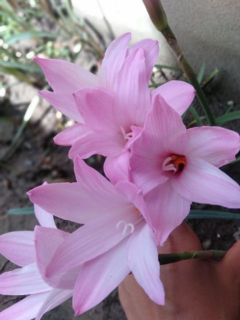 Củ hoa huệ mưa cherry pink bông to có sẵn lá, rễ