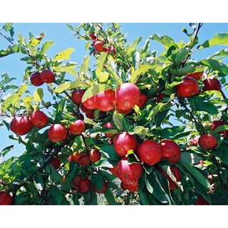 hạt giống táo đỏ lùn