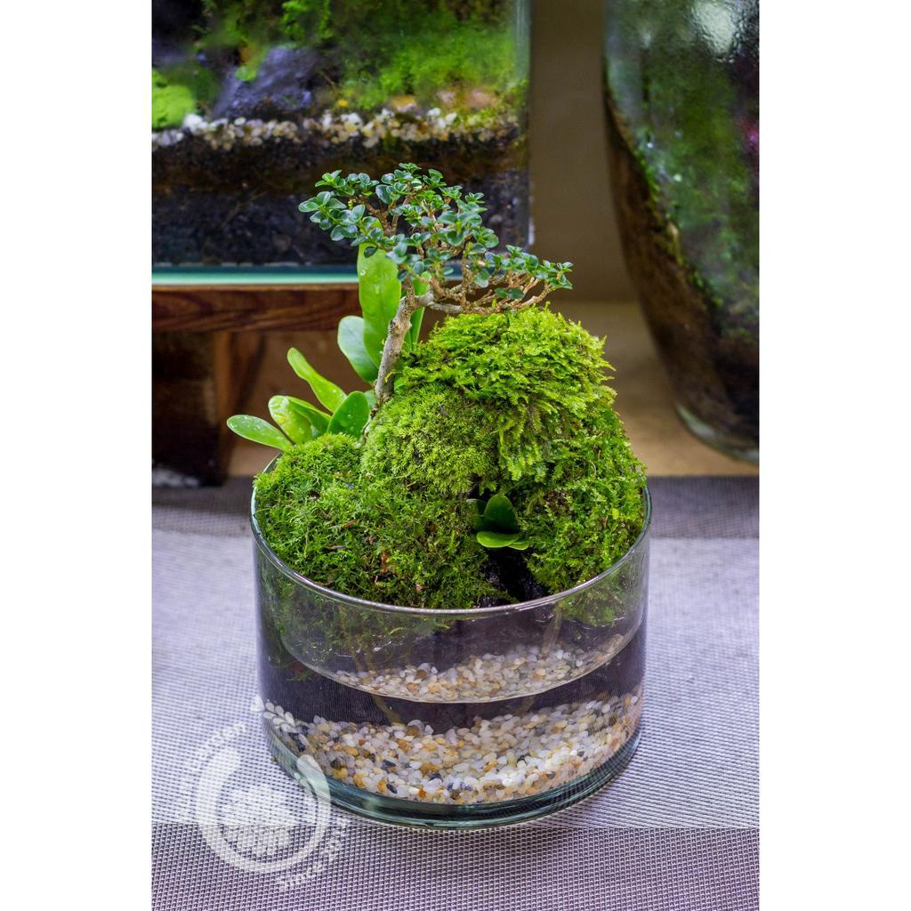 Bình thủy tinh/ trụ tròn thủy tinh/ bể thủy tinh mini thả hoa, nuôi cá, trồng terrarium, thủy sinh decor/ trang trí