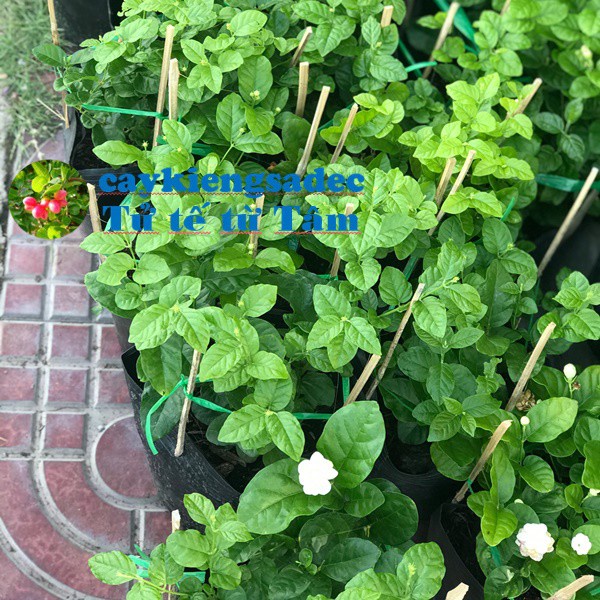caykiengsadec-Cây hoa Lài trà ( lài tiểu thư) hoa thơm + tặng phân bón-cây hoa trang trí sân vườn