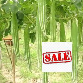 5 hạt giống quả lặc lè sale