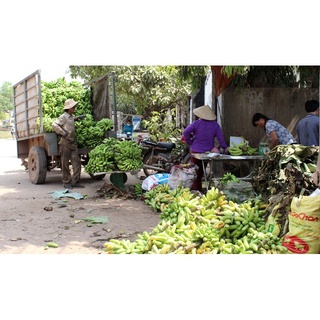 CÂY CHUỐI BƠM GIỐNG (cam kết chuẩn giống)