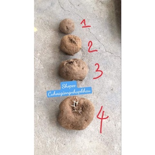 Củ Bình Vôi Thái (4 size củ)