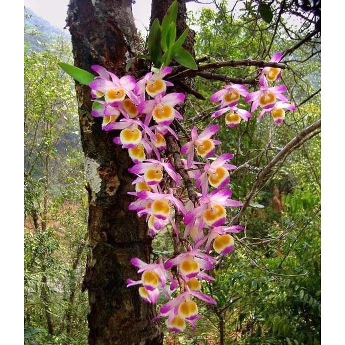 Hoa lan Long tu Chơi Tết 1 khóm)