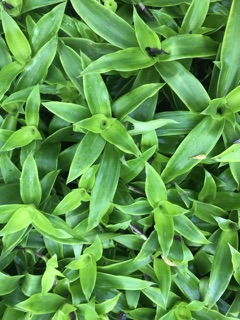 Cây lược vàng lá 1kg