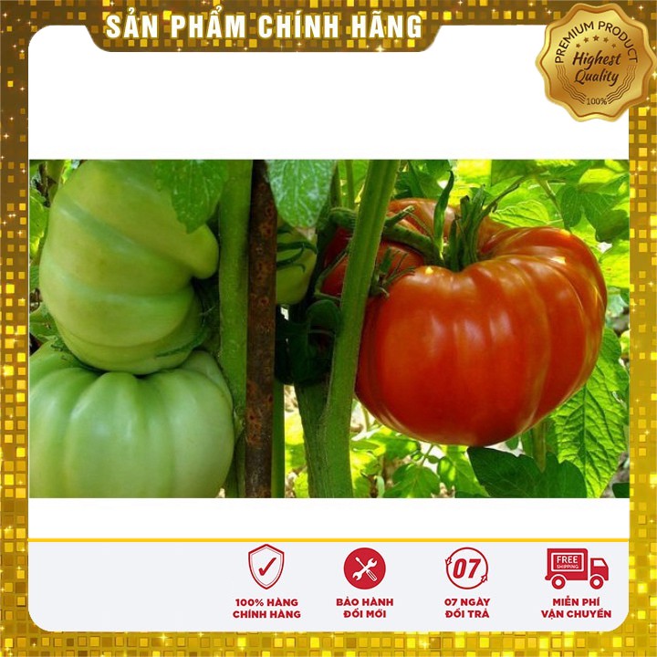 Hạt giống cà chua khổng lồ 1kg/ quả