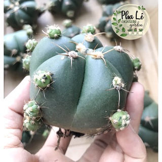 Xương rồng bánh bao múp míp ngon lành