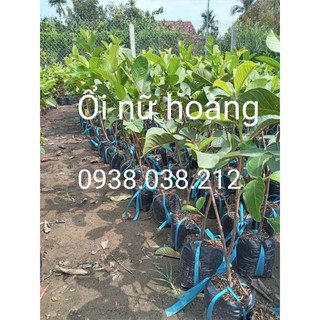 CÂY GIỐNG ỔI NỮ HOÀNG
