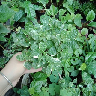 Cây cẩm thạch