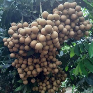 Cây giống nhãn hạt