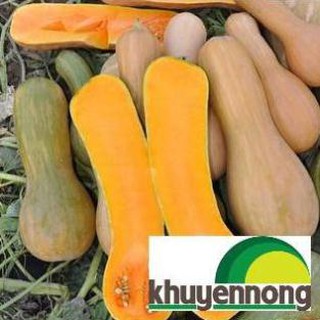 Gói 20 hạt giống bí mật