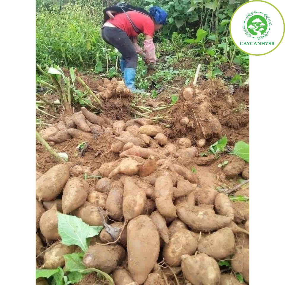 2kg Củ sâm đất - Khoai sâm đặc sản lào cai loại 1