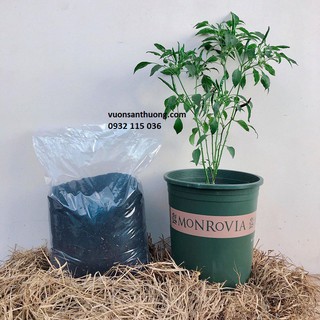 Gói 2KG Đất Trồng Rau, Vườn Đã Trộn Sẵn Gồm Phân, Đất, Tro Trấu