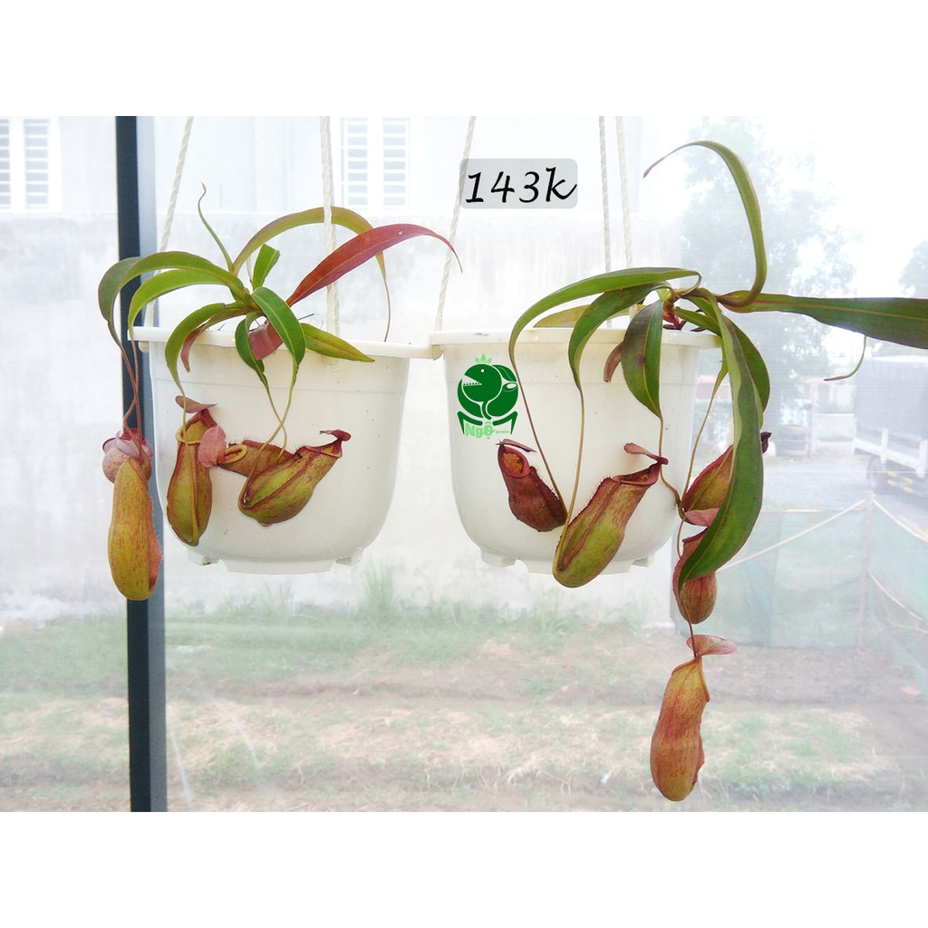 Cây nắp ấm