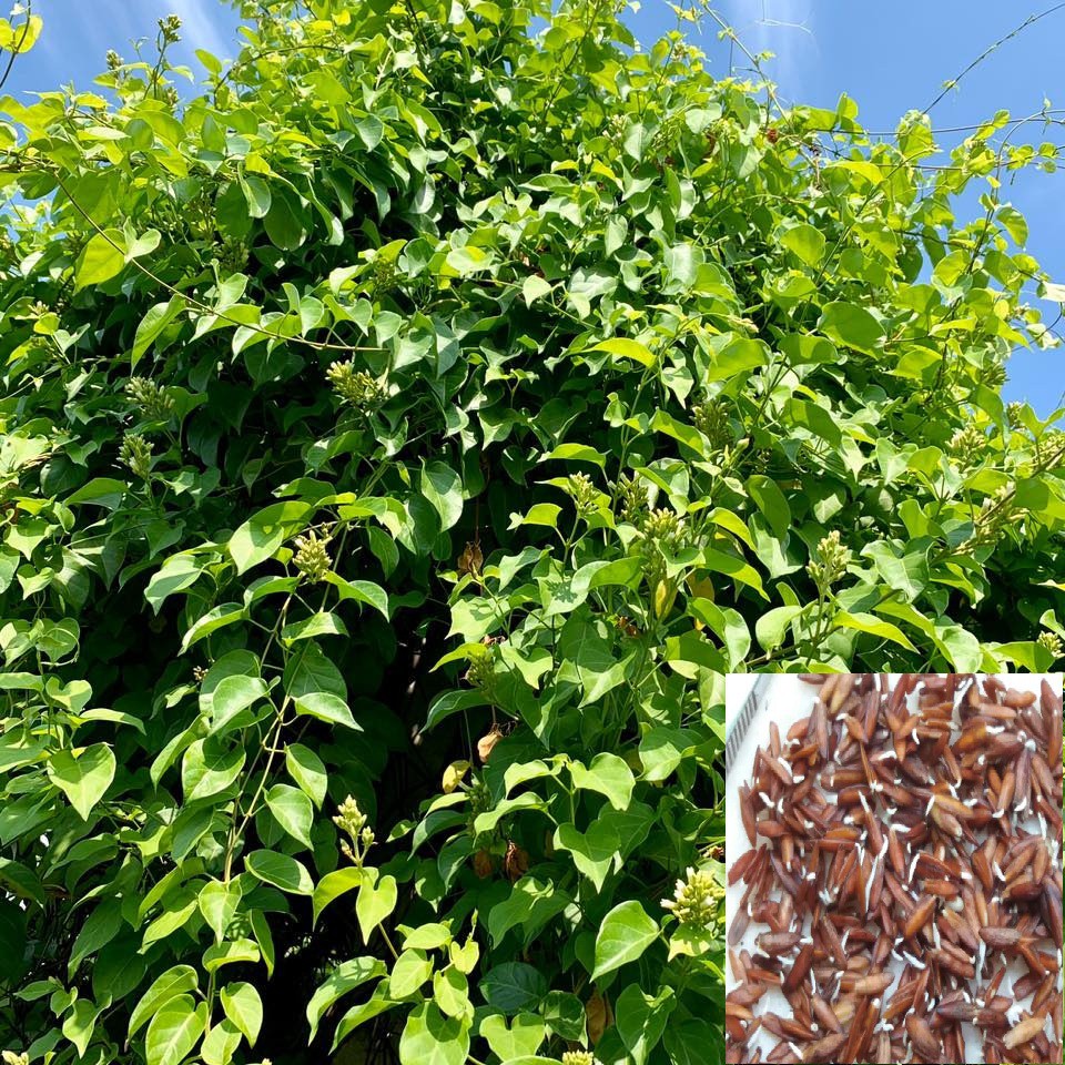 Hạt Giống Cây Lá Giang - 10 hạt /gói