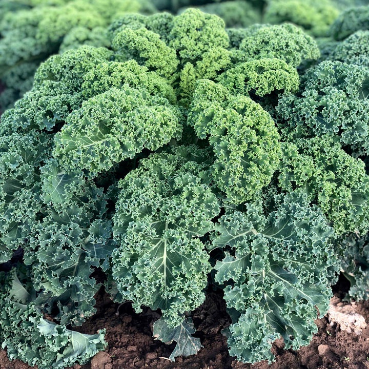 Hạt giống cải kale Oldenbor - tỷ lệ nảy mầm 95%
