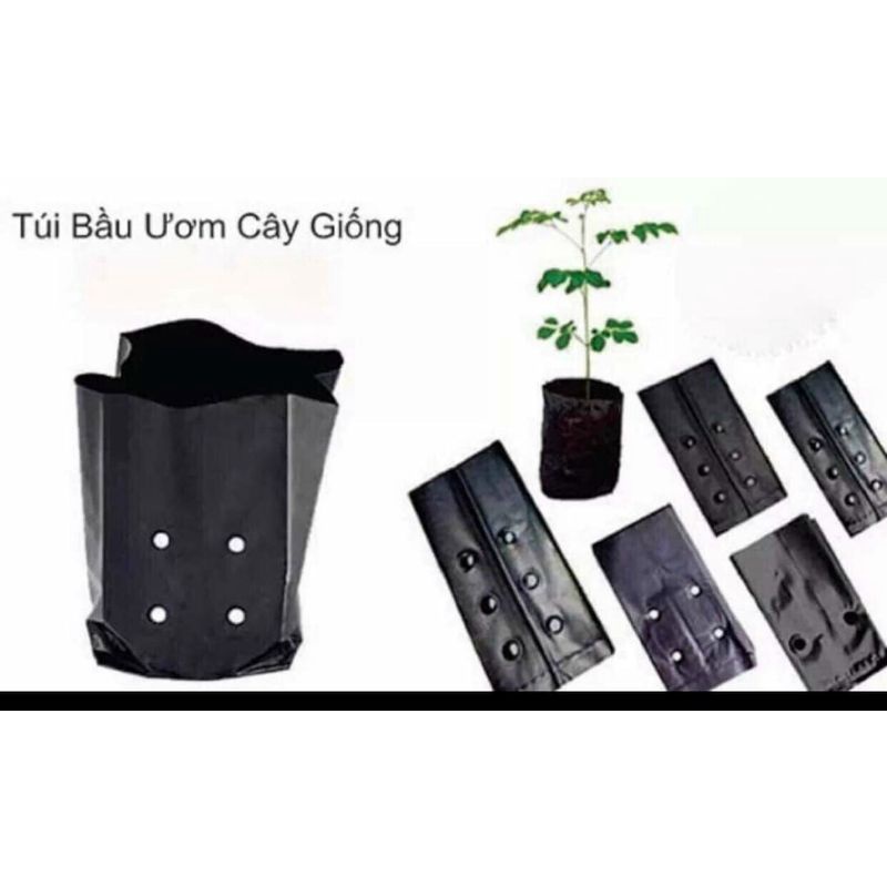 1kg TÚI ƯƠM, BỌC ƯƠM CÂY GIỐNG NHIỀU KÍCH CỠ