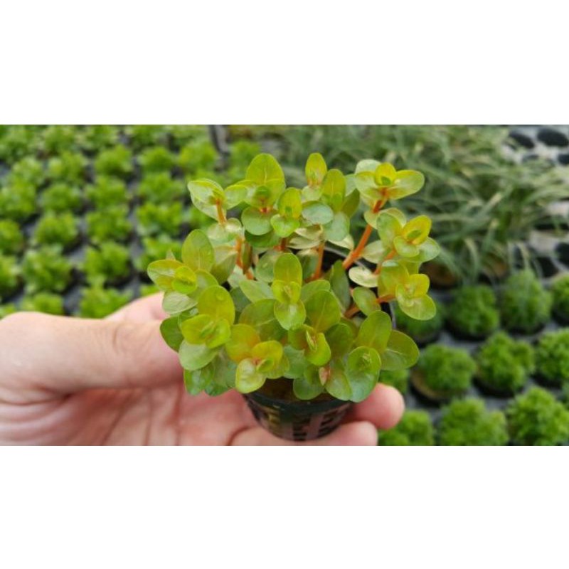 15 Cây thủy sinh rotala colorata - vảy ốc đỏ hậu cảnh - cây thủy sinh dễ trồng