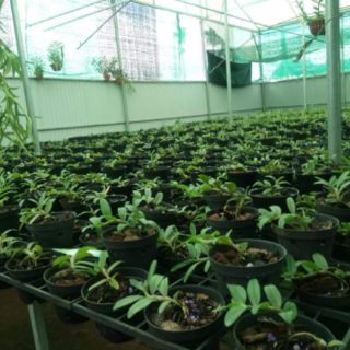 Hoa lan Di Linh xuân (1 chậu)