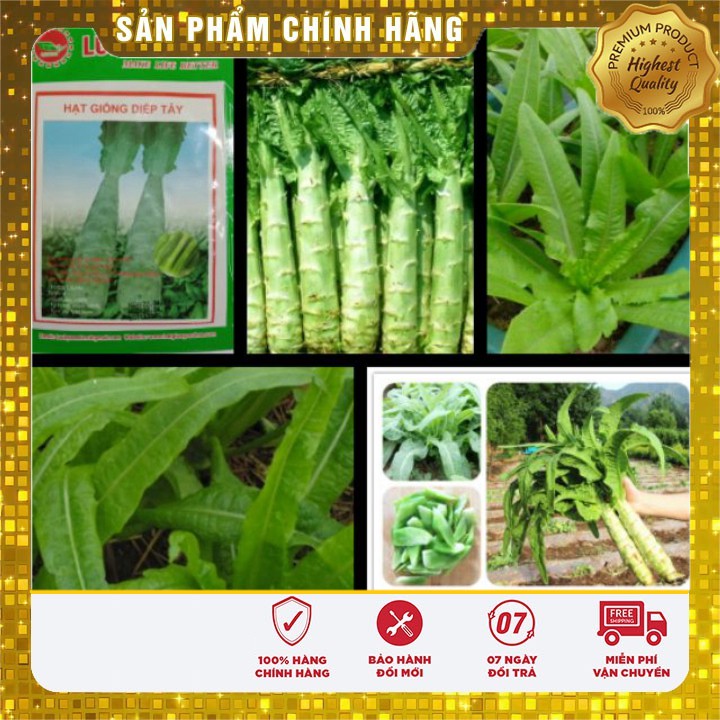Hạt Giống Rau Diếp Tây (1gr)