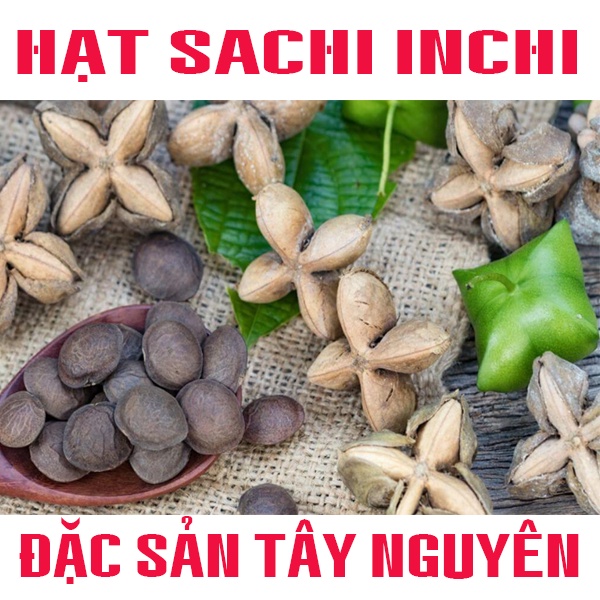 500g Hạt Sachi rang chín ăn ngay - Hạt sachi inchi - Nông sản sạch Tây Nguyên