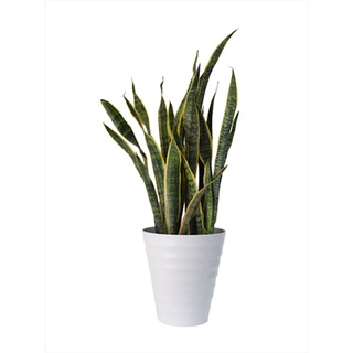 (25x30cm) Chậu nhựa vòng tròn dáng đứng size 2 loại dày đẹp (VT25)_Chậu lòng sâu 8 múi trồng hoa, cây cảnh