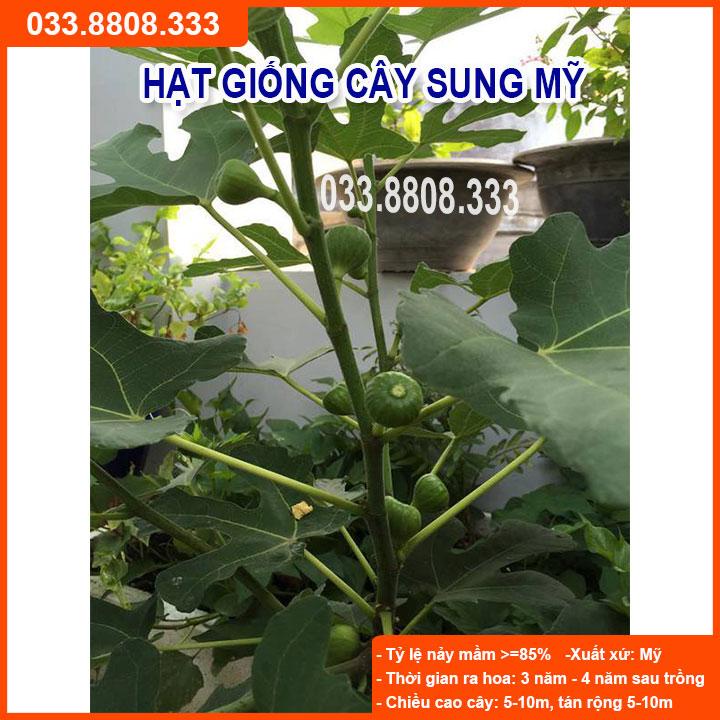 HẠT GIỐNG CÂY SUNG MỸ - DỄ TRỒNG, DỄ CHĂM