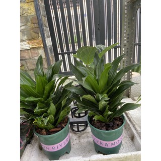 Cây phát tài búp sen