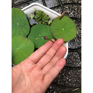 Củ sen giống MiNi Nhật siêu nụ