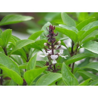 Hạt giống húng quế 5 gr