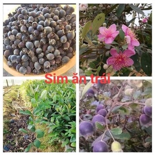 Combo 5 cây sim rừng giống ( bán sỉ số lượng lớn)
