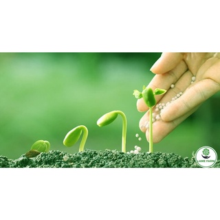 Phân đạm ure giúp cây phát triển tốt