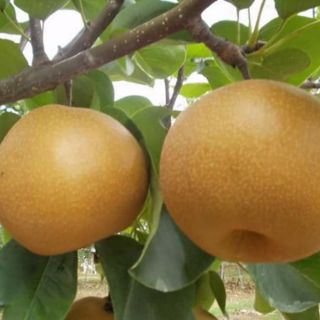 Cây giống lê mỹ