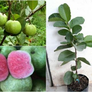 Cây Ổi Rubi Ruby ruột đỏ