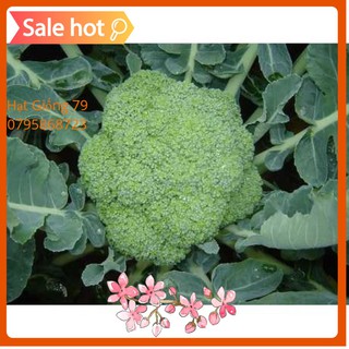 Hạt Giống Súp Lơ Xanh ( 0,2 Gram )
