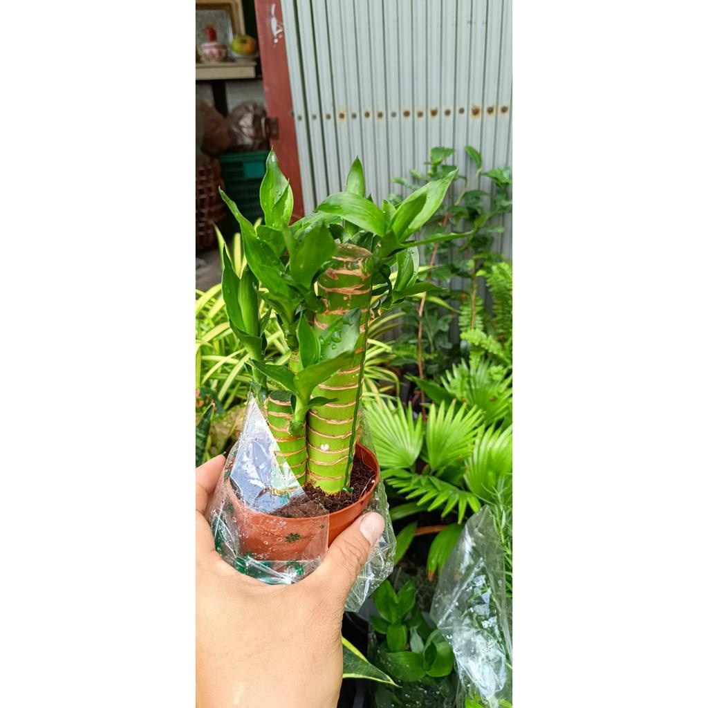 cây phát tài phong thủy - cây phát tài để bàn