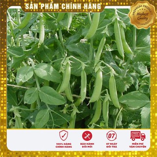 Hạt Giống Đậu Hà Lan(50gr)