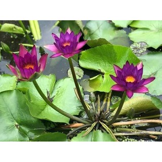 Set 10 cây hoa súng Thái đủ màu