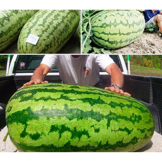 Hạt giống Dưa hấu khổng lồ