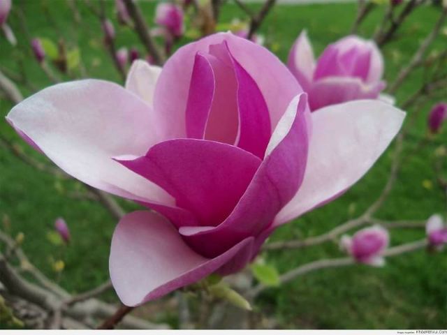 CÂY HOA MỘC LAN ĐANG CÓ NỤ